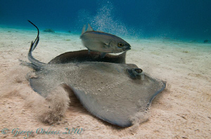 Sting ray and jack shot with a magic filter.
D300 11-16m... by George Ordenes 